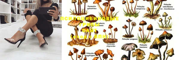 гидра Володарск